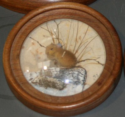 Wood Mouse (Version 3)